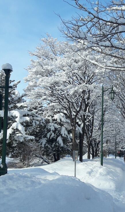 snowy tree as in blossom